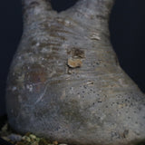 P.グラキリス 1284