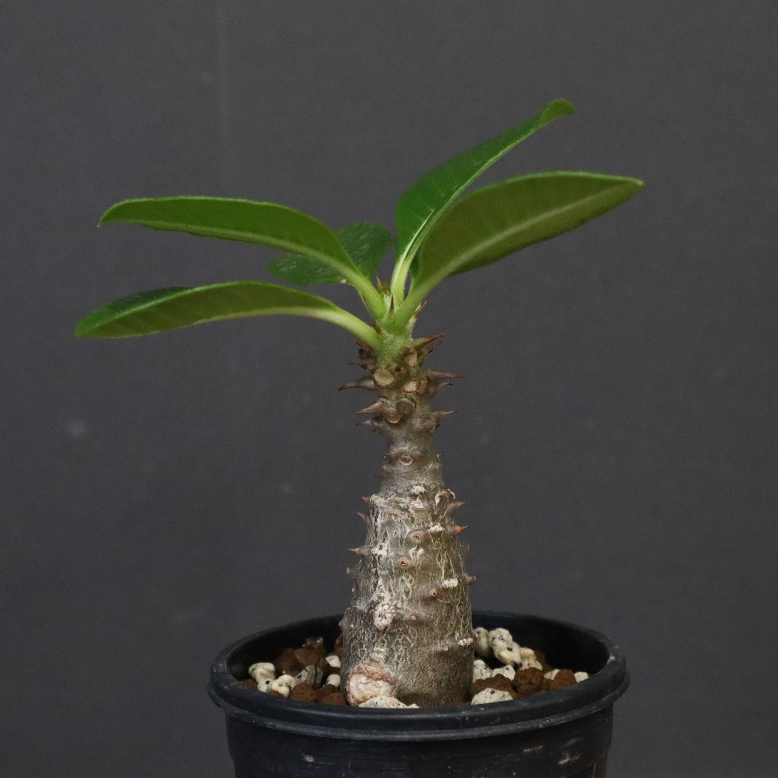 ウィンゾリー実生 パキポディウム・ウィンゾリー実生記録①(Pachypodium Windsorii