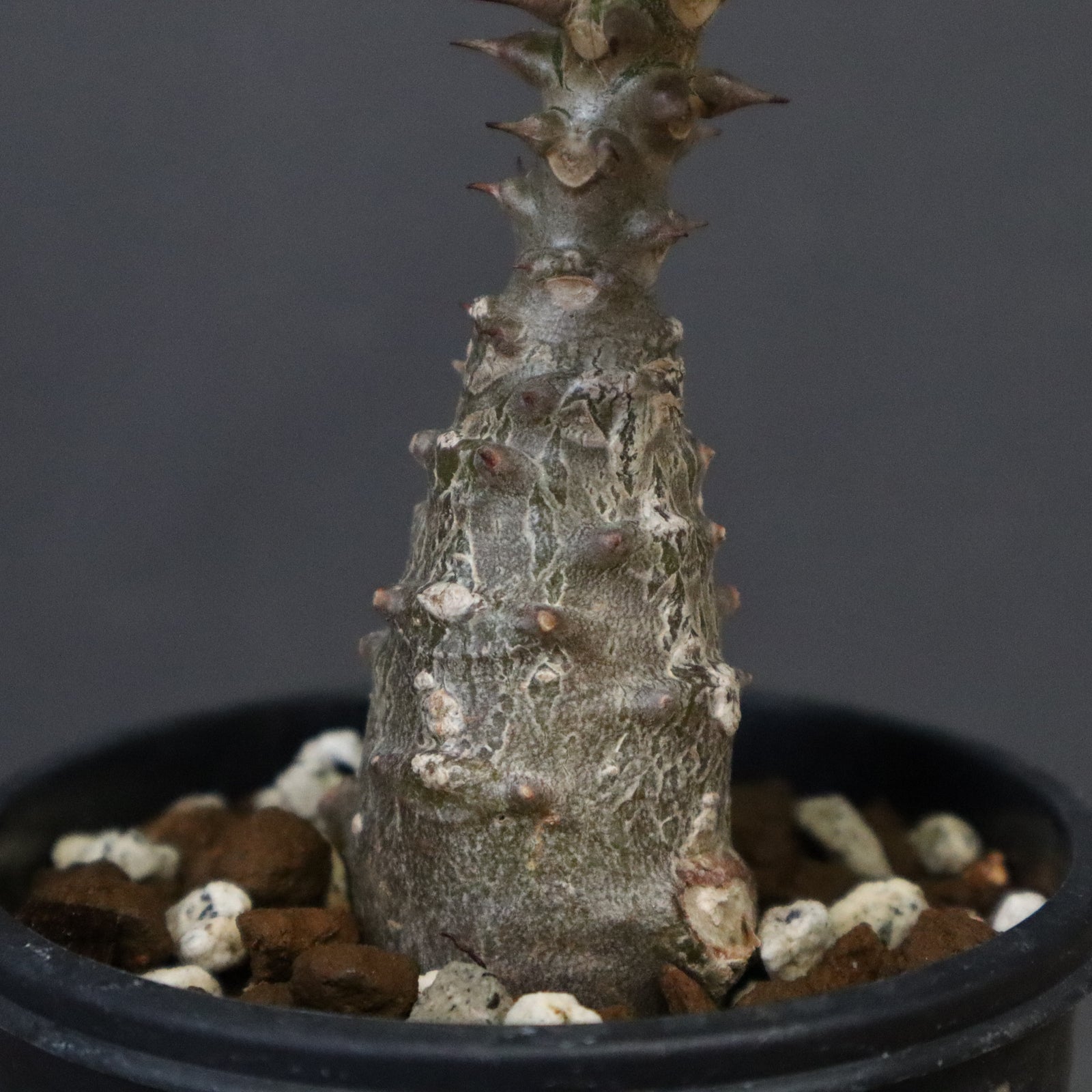 ウィンゾリー国内実生　選抜 パキポディウム ウィンゾリー 実生 | hanayoshi-botanical