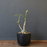 プセウド ボンバックス （実生）EC1207