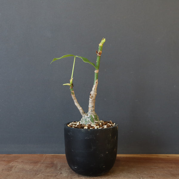 プセウド ボンバックス （実生）EC1207