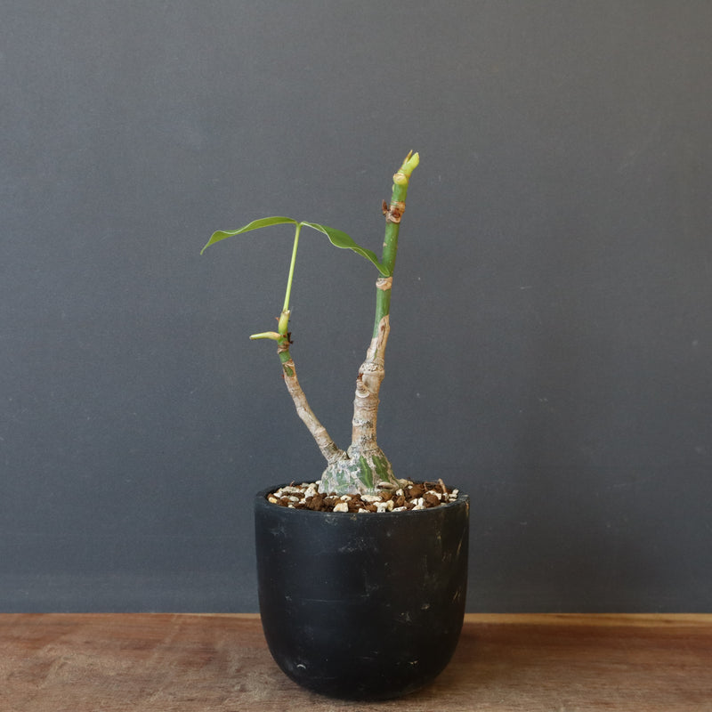 プセウド ボンバックス （実生）EC1207