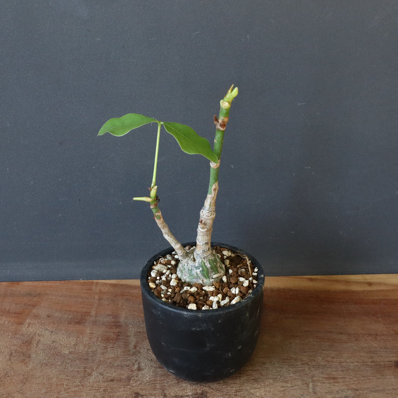 プセウド ボンバックス （実生）EC1207