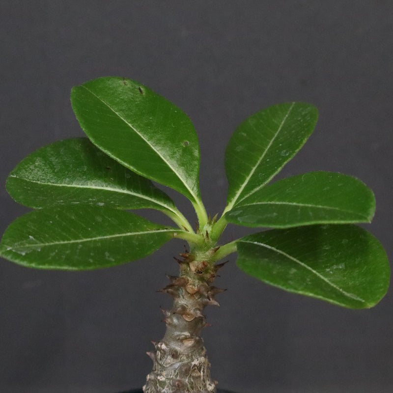 ウィンゾリー　実生 パキポディウム・ウィンゾリー実生記録①(Pachypodium Windsorii