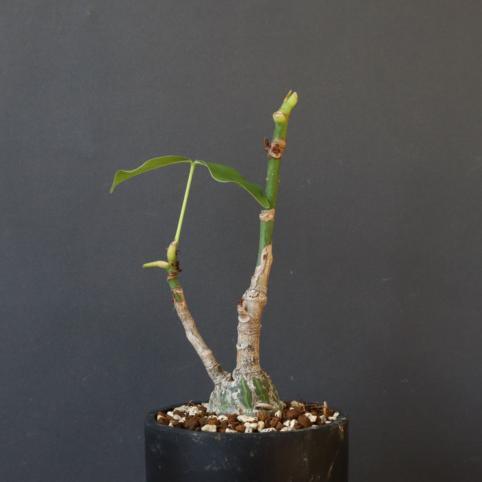 プセウド ボンバックス （実生）EC1207 – TaiShoDo ONLINE SHOP