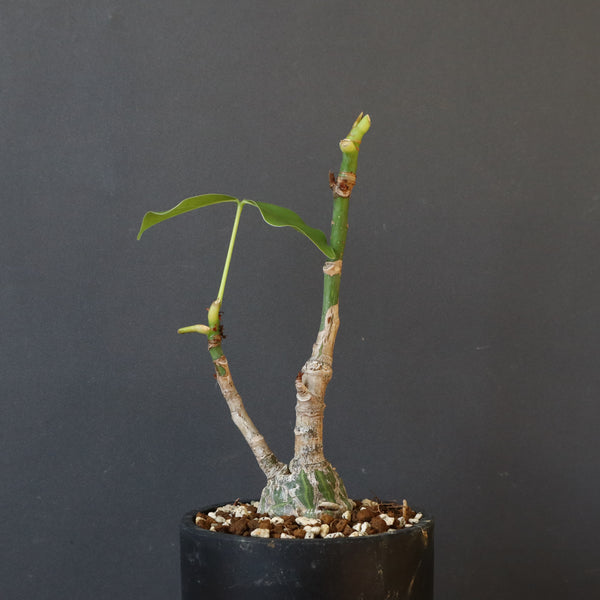 プセウド ボンバックス （実生）EC1207