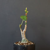 プセウド ボンバックス （実生）EC1207