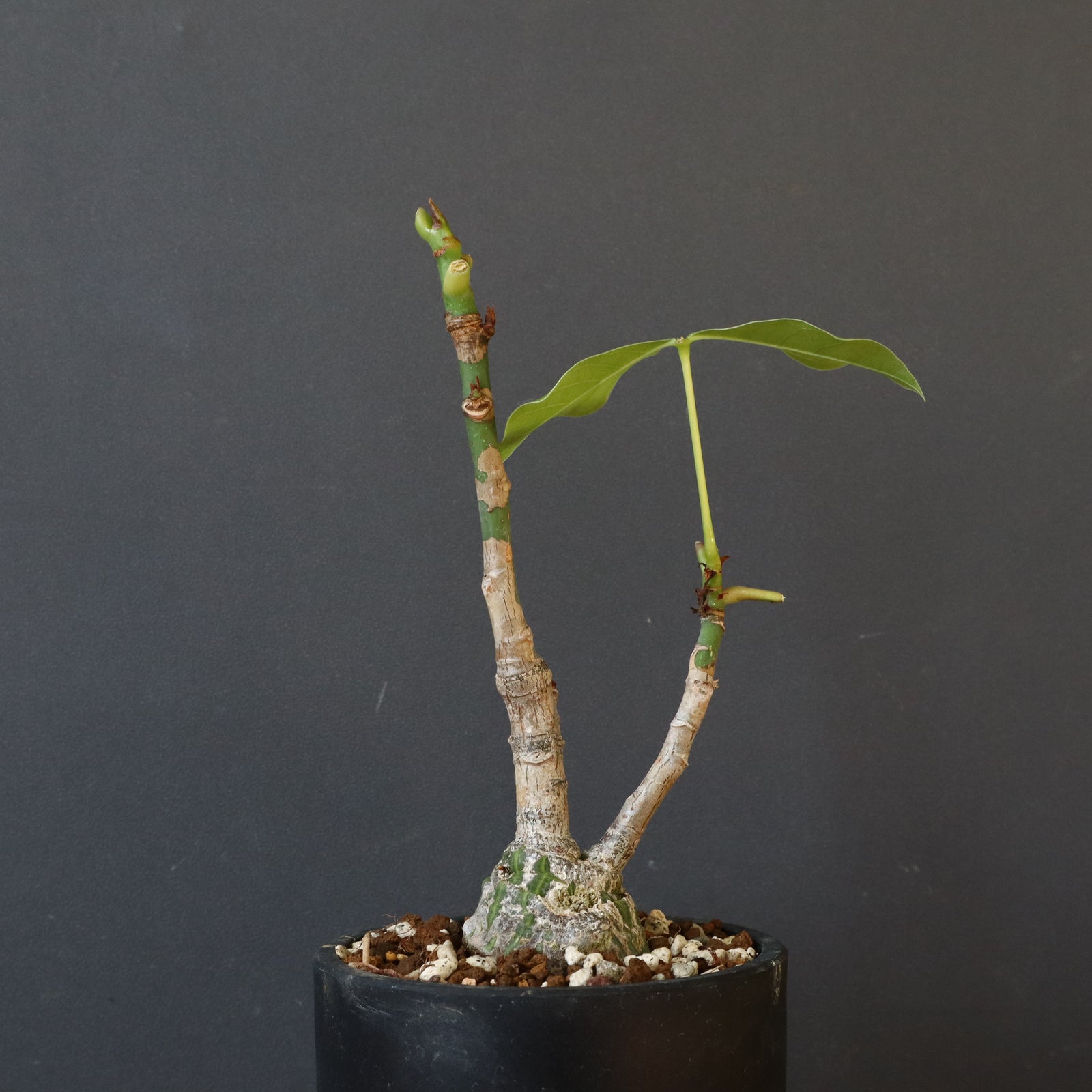 ボンバックス プセウド ボンバックス （実生）EC1207 – TaiShoDo ONLINE SHOP