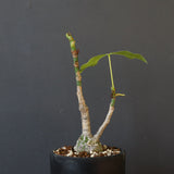 プセウド ボンバックス （実生）EC1207