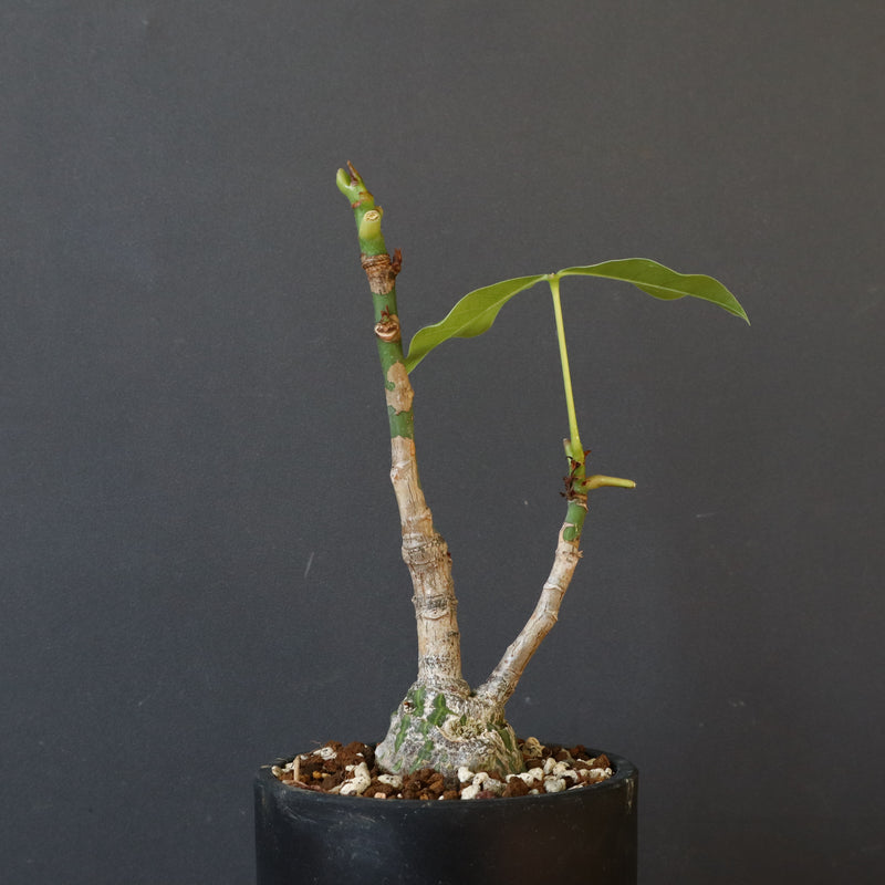 プセウド ボンバックス （実生）EC1207