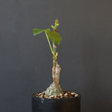 プセウド ボンバックス （実生）EC1207