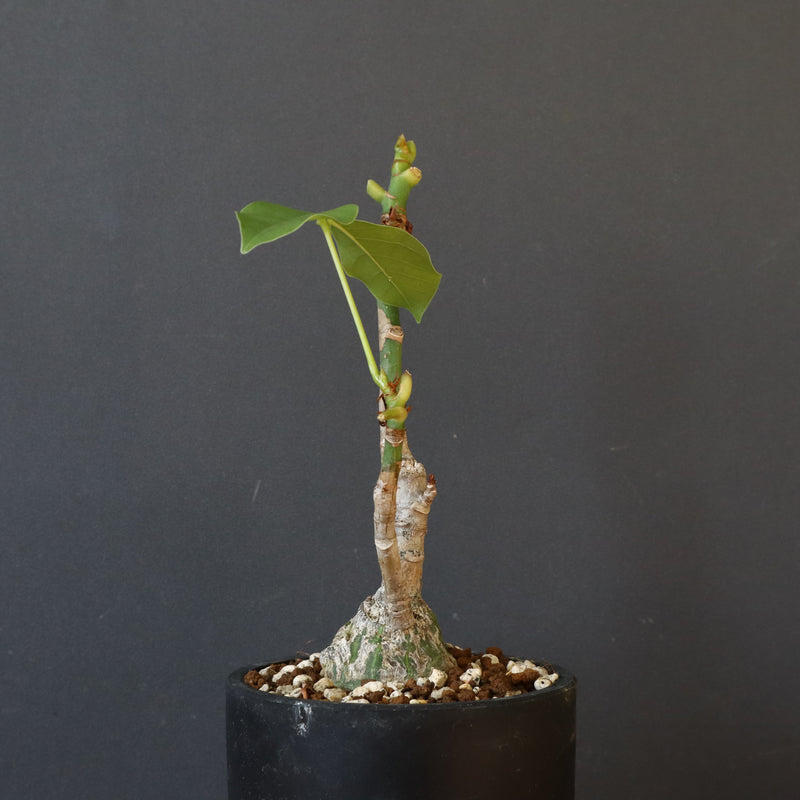 プセウド ボンバックス （実生）EC1207