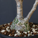 プセウド ボンバックス （実生）EC1207