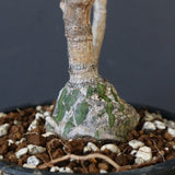 プセウド ボンバックス （実生）EC1207