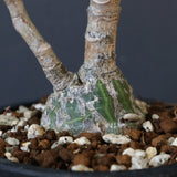 プセウド ボンバックス （実生）EC1207