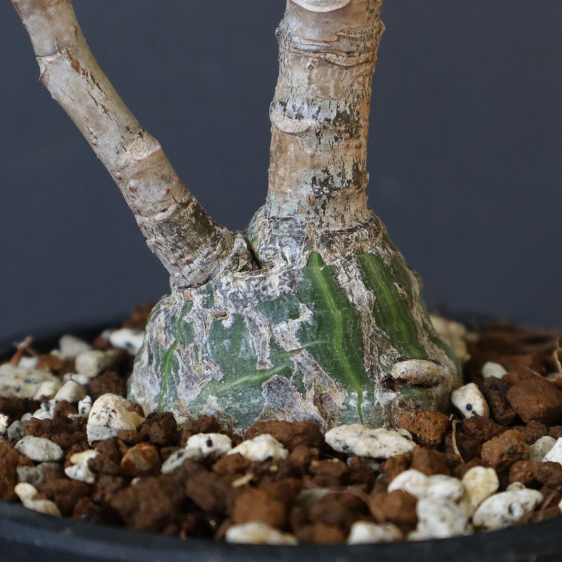 プセウド ボンバックス （実生）EC1207