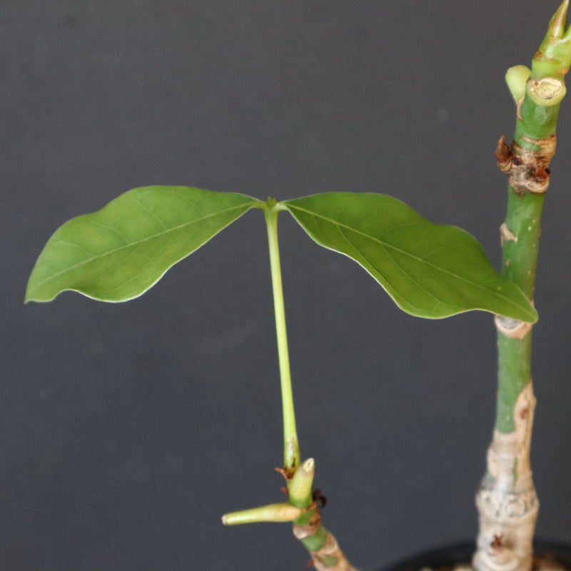 プセウド ボンバックス （実生）EC1207