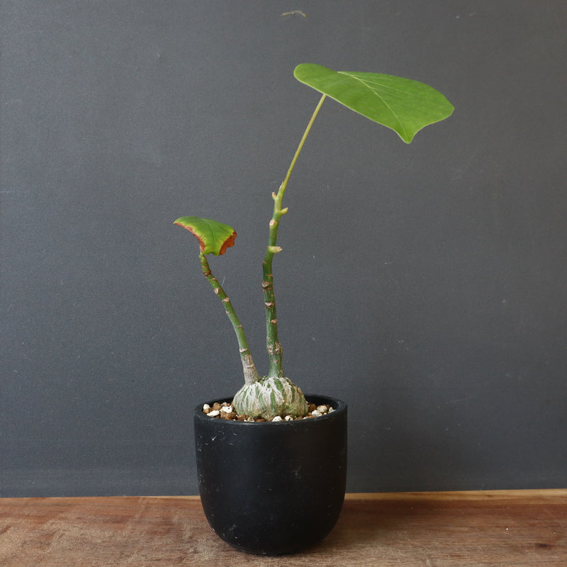 プセウド ボンバックス （実生）EC1206