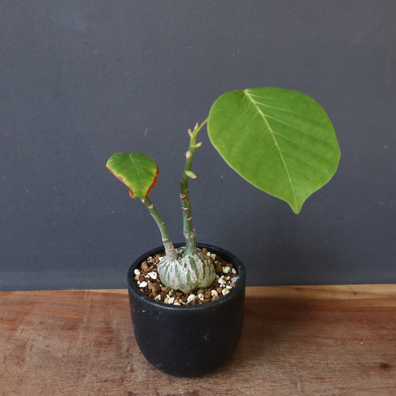 プセウド ボンバックス （実生）EC1206