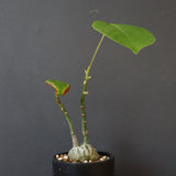 プセウド ボンバックス （実生）EC1206