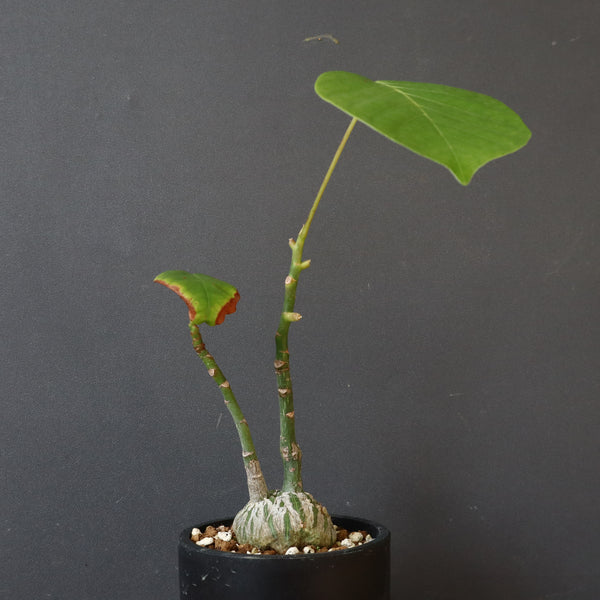 プセウド ボンバックス （実生）EC1206