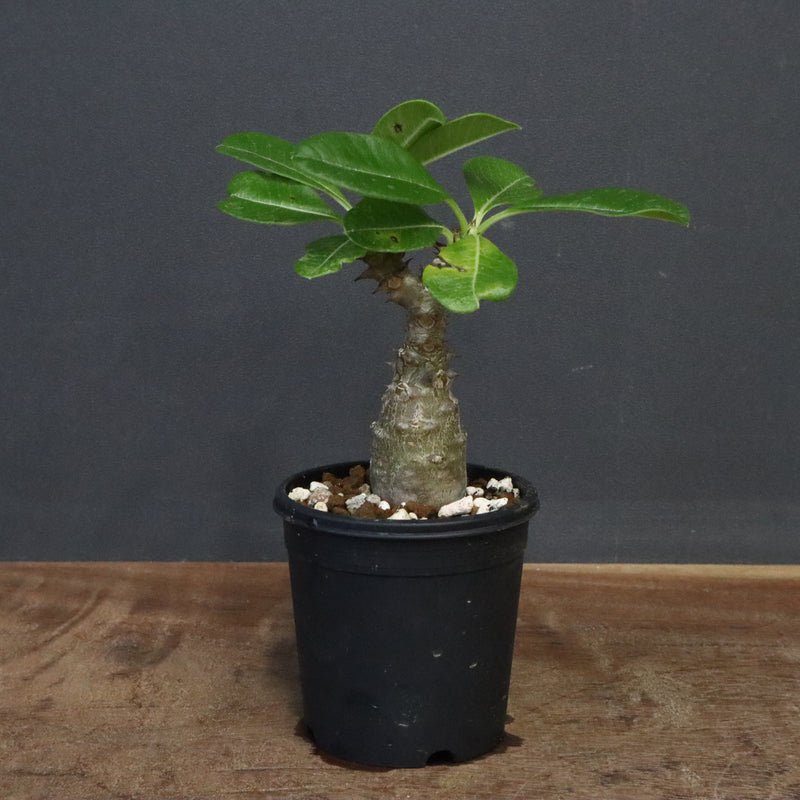 ウィンゾリー実生 パキポディウム・ウィンゾリー実生記録①(Pachypodium Windsorii