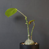 プセウド ボンバックス （実生）EC1206