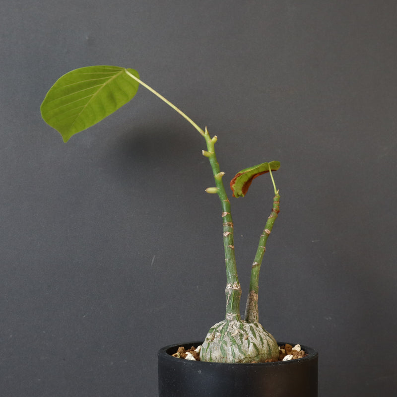 プセウド ボンバックス （実生）EC1206