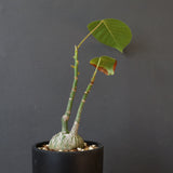 プセウド ボンバックス （実生）EC1206