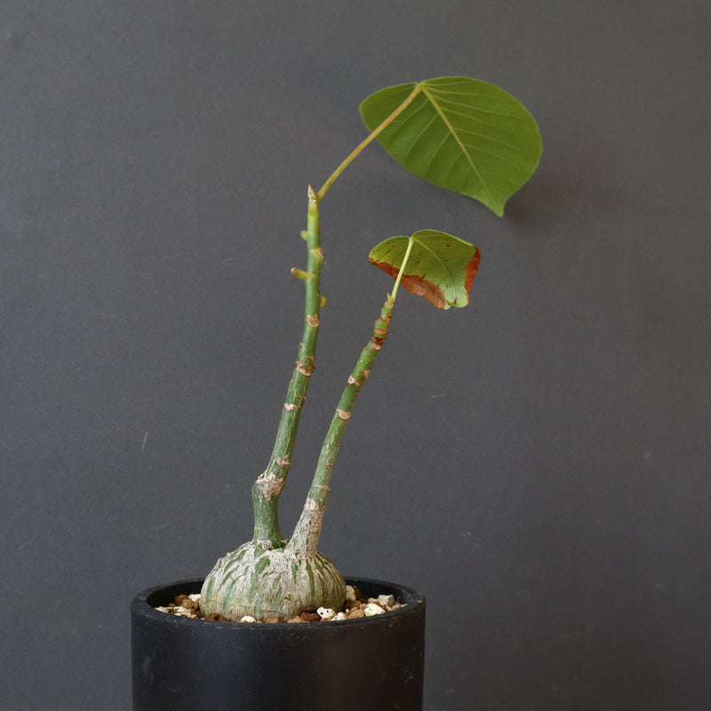 プセウド ボンバックス （実生）EC1206