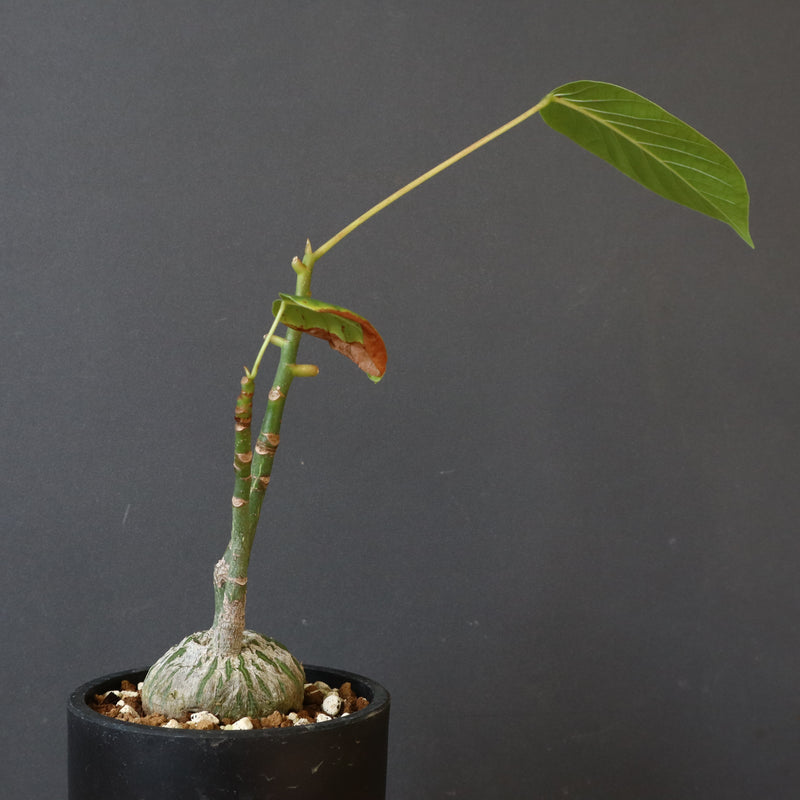 プセウド ボンバックス （実生）EC1206