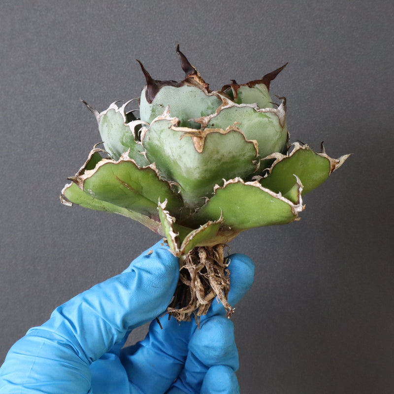 アガベ bb 1厳選中株 アガベ チタノタ BB/ブラック&ブルー