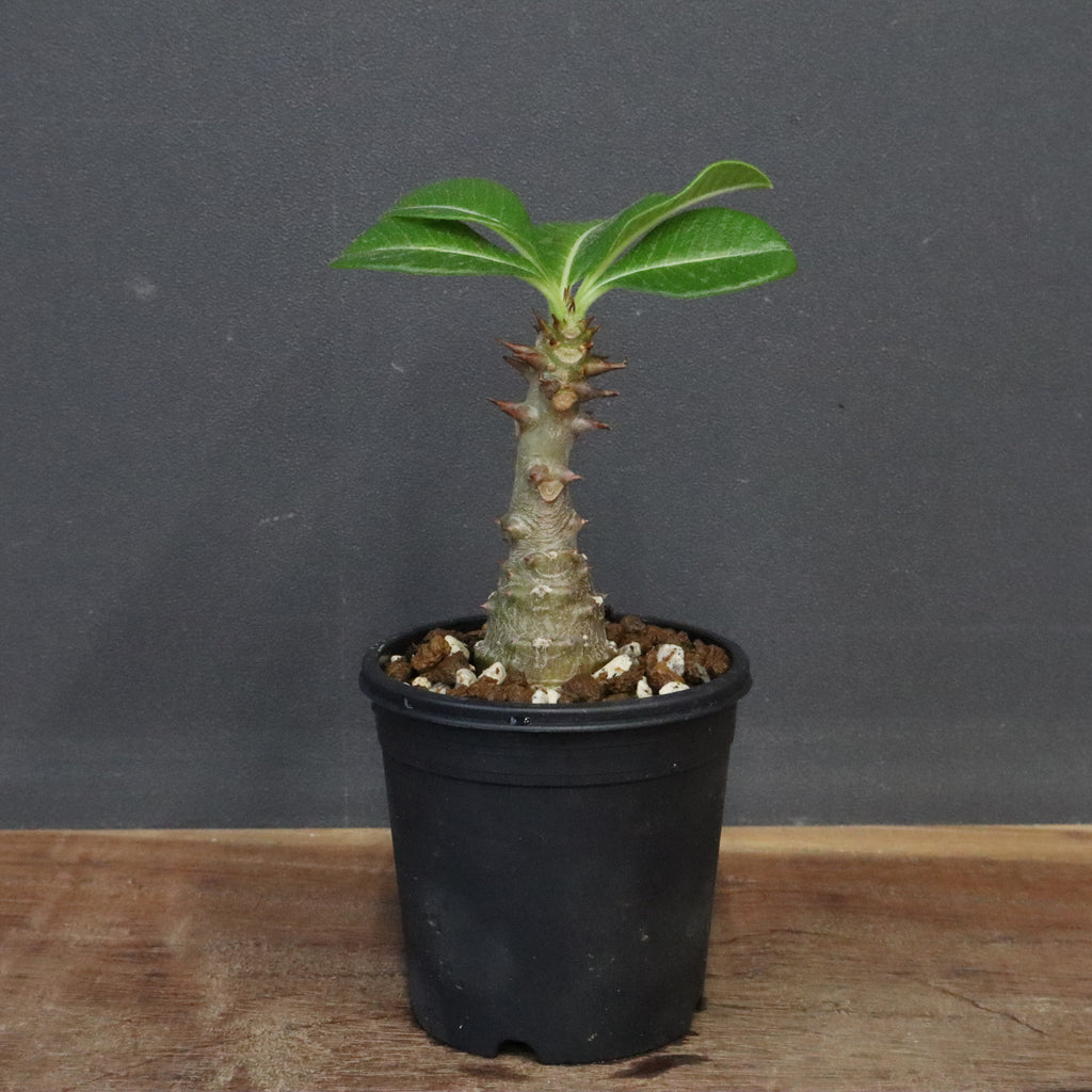 P.ウィンゾリー（実生）287 – TaiShoDo ONLINE SHOP