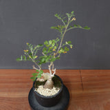 P.ディスカラー(実生) EC3088