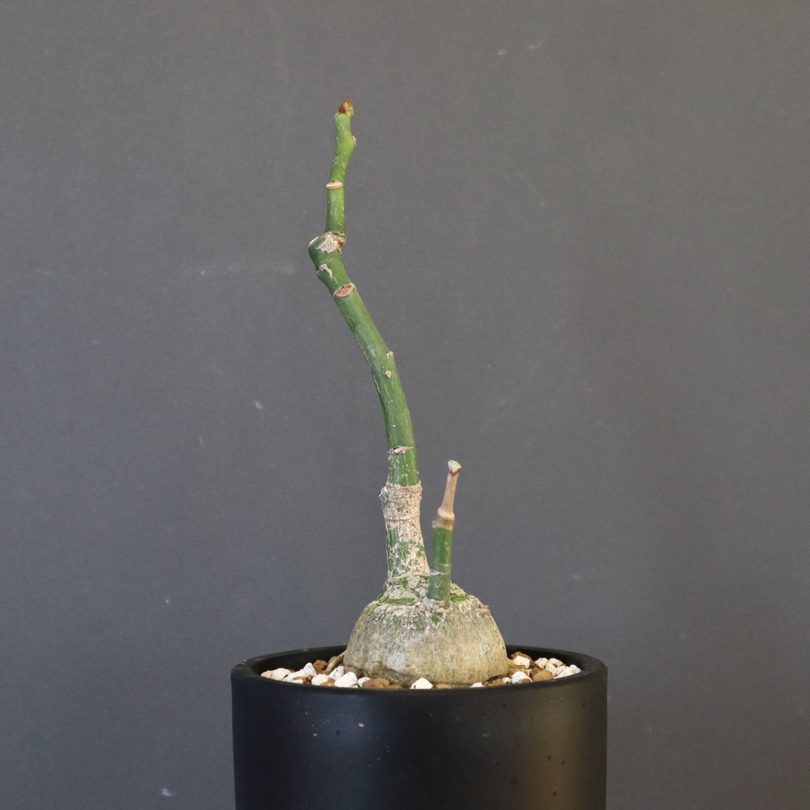 ボンバックス　実生A プセウド ボンバックス （実生）12 – TaiShoDo ONLINE SHOP