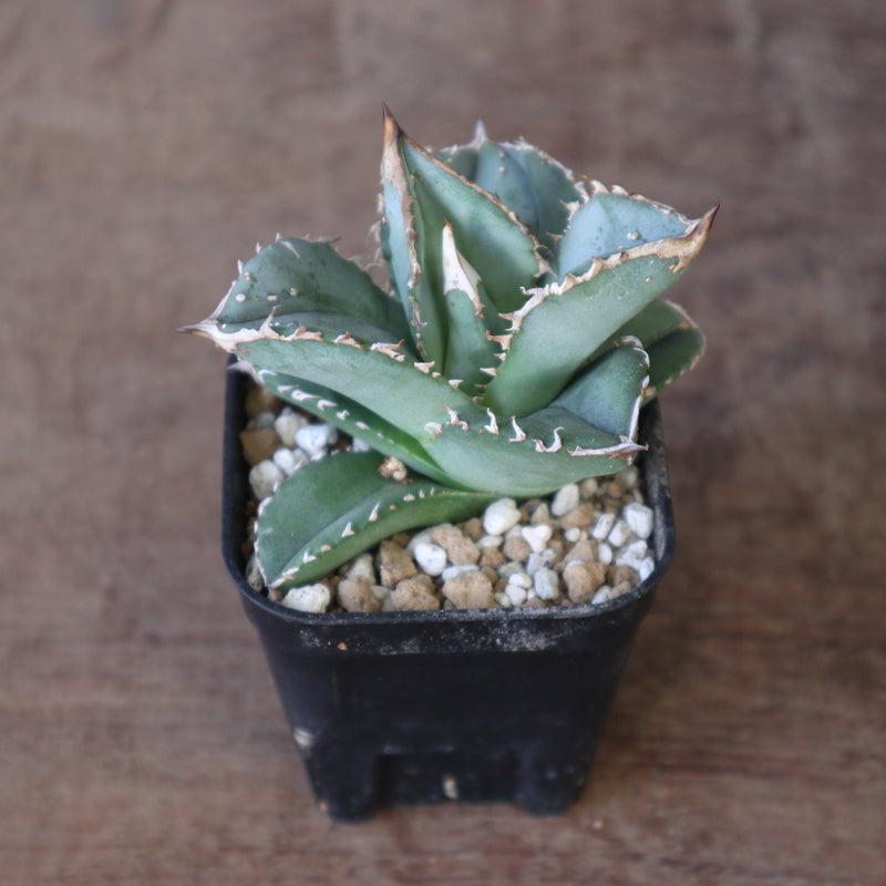 アガベ 鰐亀 13 – TaiShoDo ONLINE SHOP