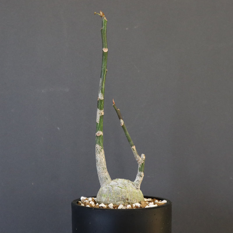 ボンバックス　実生G ボンバックス 実生 Table-M | 観葉植物の通販 AND PLANTS
