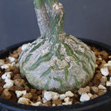 プセウド ボンバックス （実生）EC1206