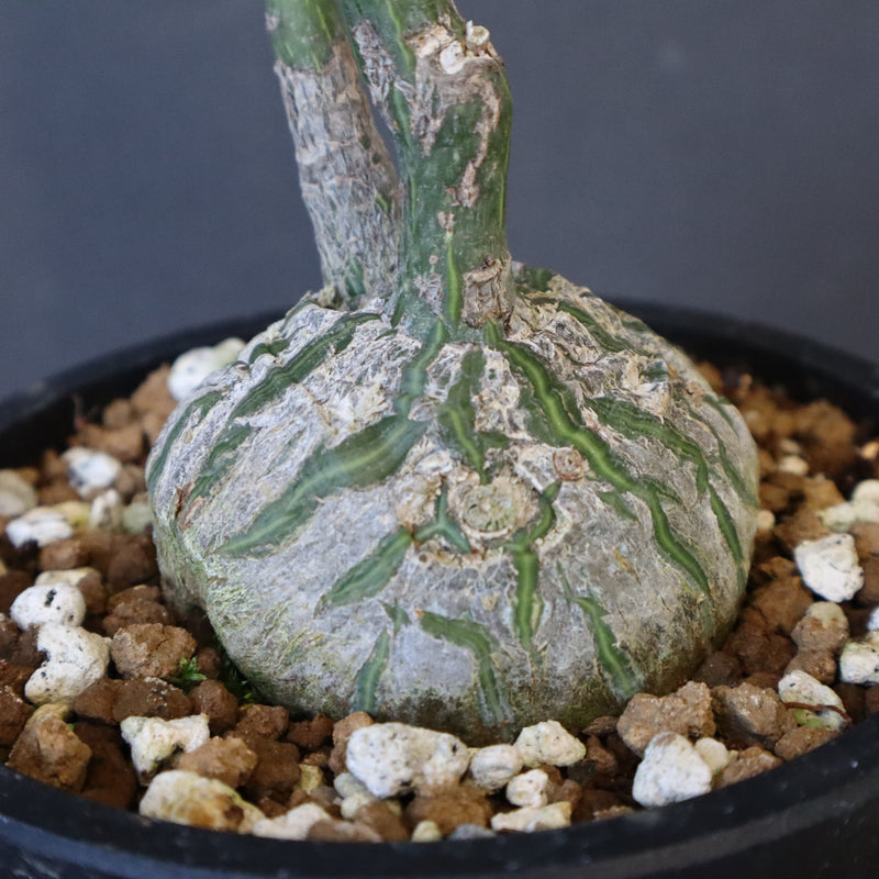 プセウド ボンバックス （実生）EC1206