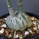 プセウド ボンバックス （実生）EC1206