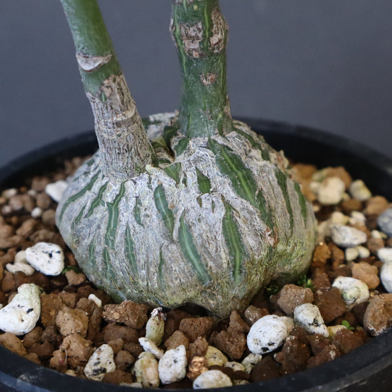 プセウド ボンバックス （実生）EC1206