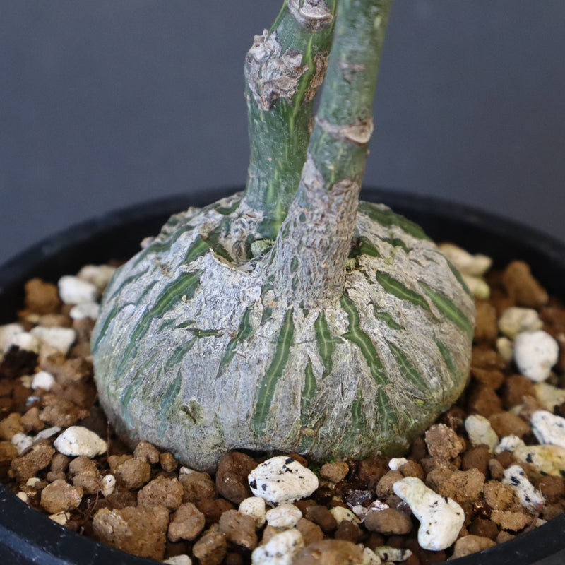 プセウド ボンバックス （実生）EC1206