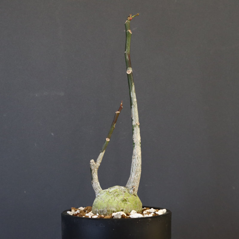 ボンバックス　実生F ボンバックス エリプチカム 実生 | hanayoshi-botanical