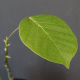 プセウド ボンバックス （実生）EC1206