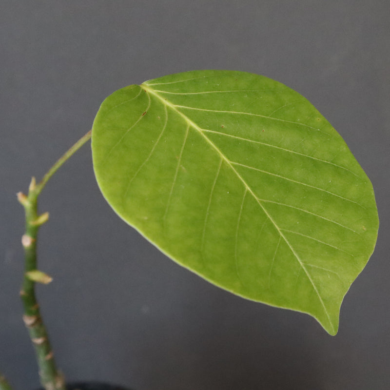 プセウド ボンバックス （実生）EC1206