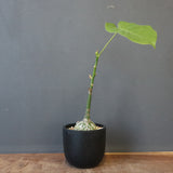 プセウド ボンバックス （実生）EC1205