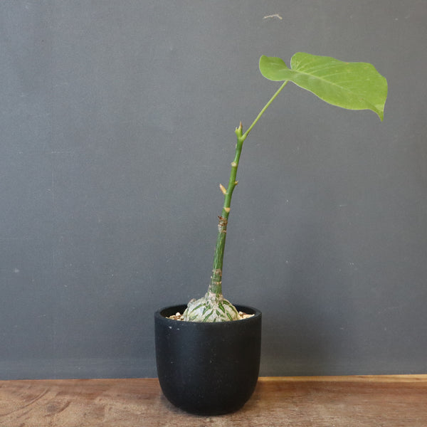 プセウド ボンバックス （実生）EC1205