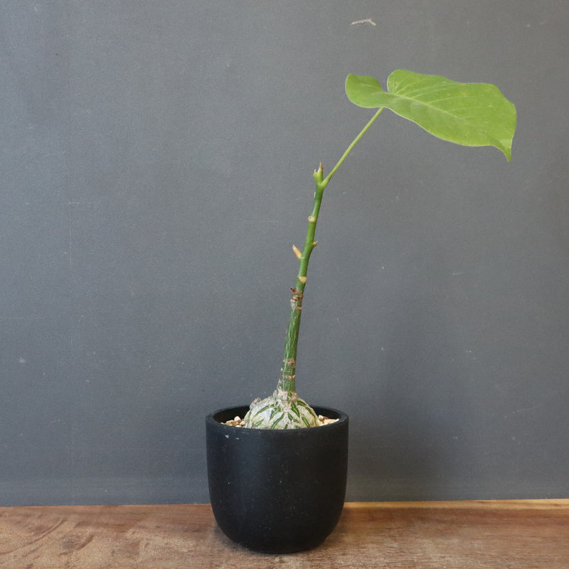 プセウド ボンバックス （実生）EC1205