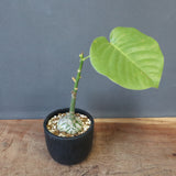 プセウド ボンバックス （実生）EC1205