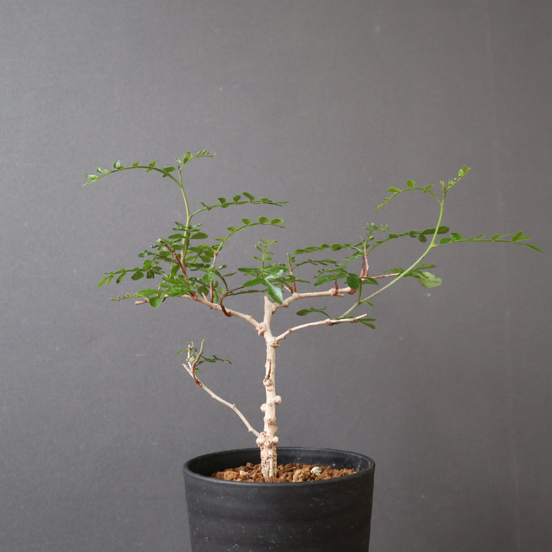 オペルクリカリヤ sp（実生） EC2589 – TaiShoDo ONLINE SHOP